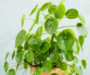 Pilea - pieniążek