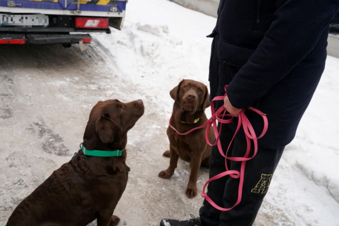 Schronisko dla psów w Sobolewie zamknięte. Jeszcze w sobotę, 24 stycznia, protestowali pod nim mieszkańcy [ZDJĘCIA].