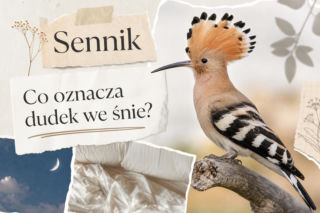 Dudek we śnie - znaczenie snu. Jak go interpretować?