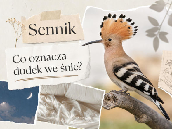 Dudek we śnie - znaczenie snu. Jak go interpretować?