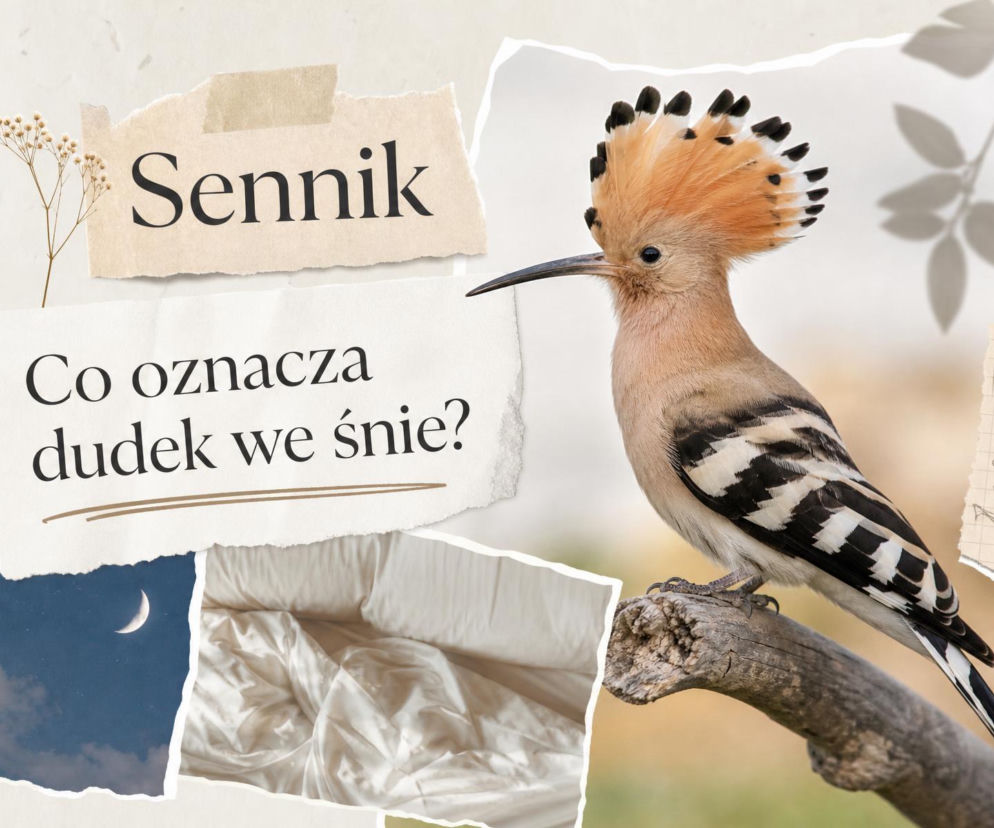 Dudek siedzący na gałęzi. Obok napis sennik, a niżej zdjęcia nieba i pościeli. O snach z dudkiem przeczytasz na SE.