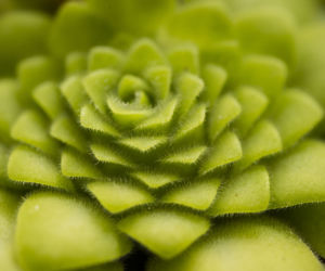 Tłustosz (Pinguicula)