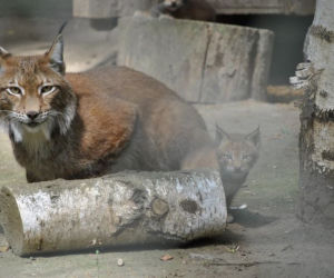 Myślęcińskie zoo ma nowych mieszkańców! Na świat przyszły dwa rysie! [ZDJĘCIA]