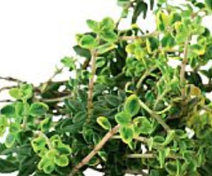 Majeranek