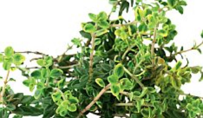 Majeranek