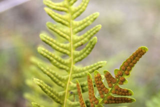 Paprotka zwyczajna - Polypodium vulgare