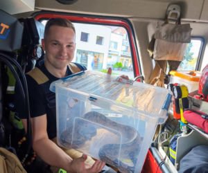Boa dusiciel pod skarbówką w Iławie! Zamiast węża w kieszeni był wąż na ulicy