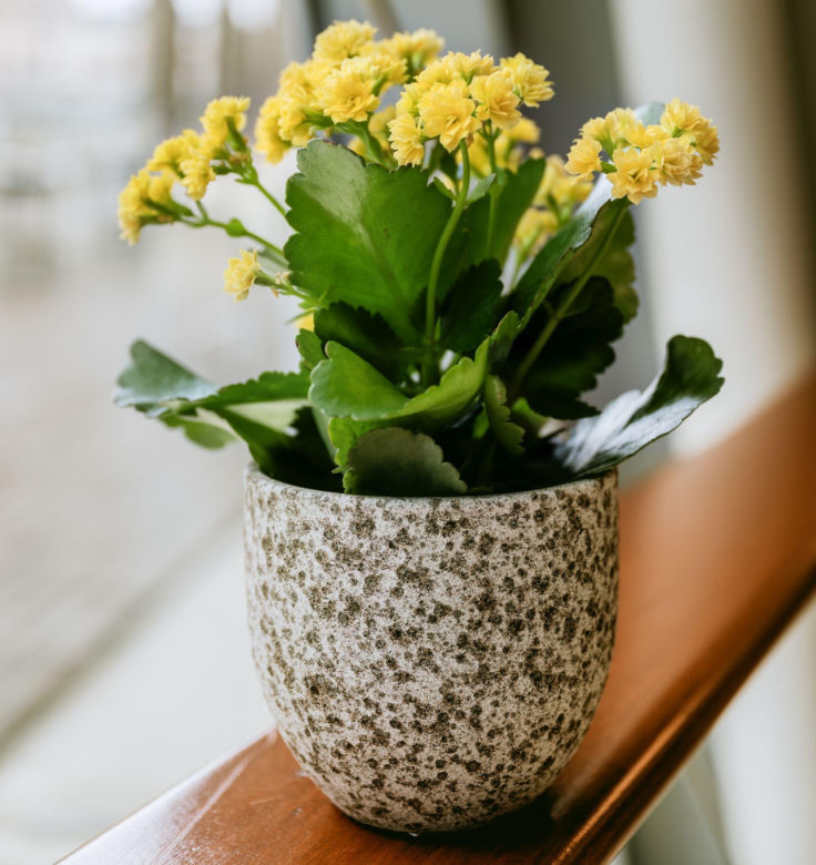 Kalanchoe Blossfelda