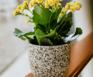 Kalanchoe Blossfelda