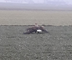 Akcja służb pod Piotrkowem Trybunalskim. Uratowano potężnego orła!
