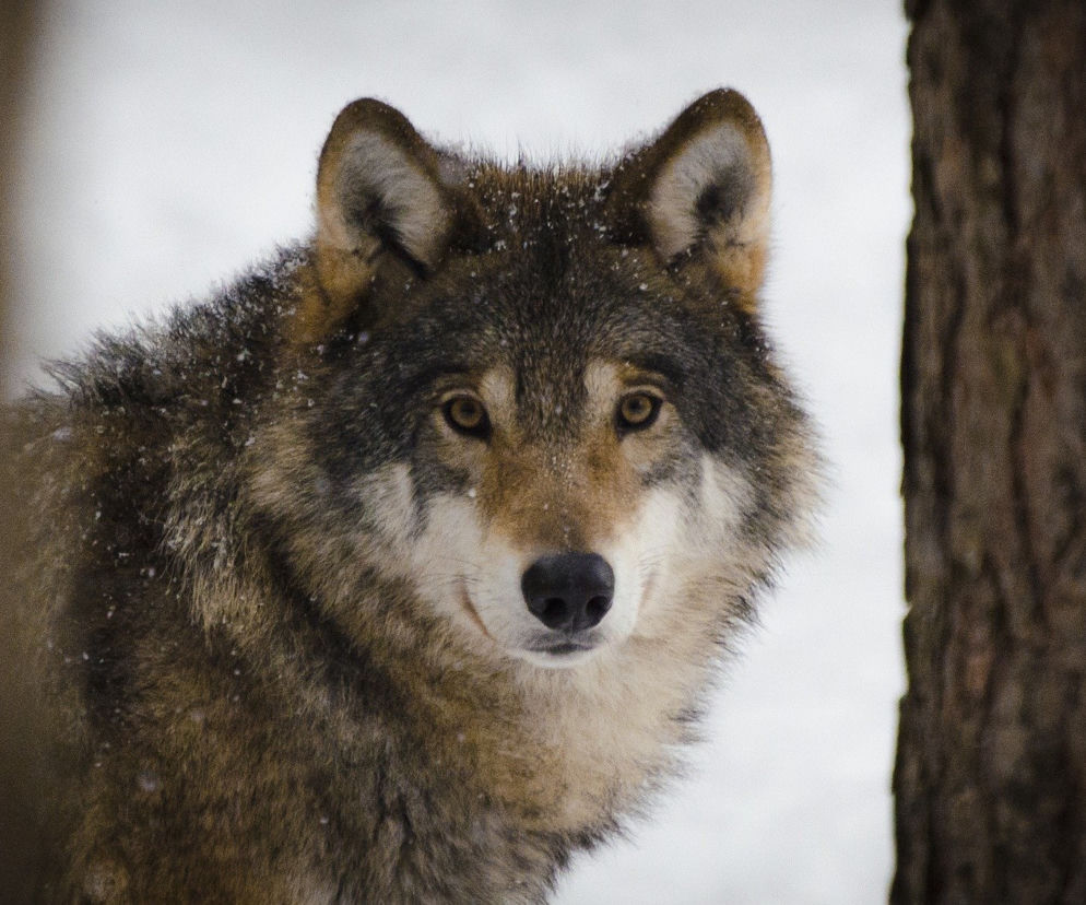 Wilki cieszą się z pierwszego śniegu w Bieszczadach. Niesamowite wideo: Ale są zadowolone