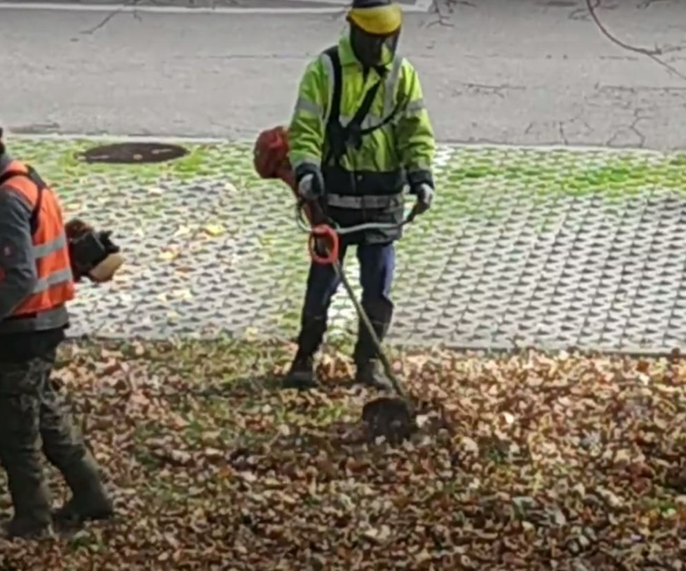 Mieszkaniec Katowic poprosił o uprzątnięcie suchych liści. Oto, co stało się potem. ZOBACZCIE [ZDJĘCIA I WIDEO]