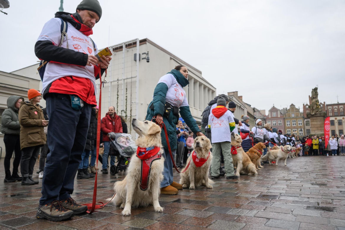 Poznań. Pokaz wyszkolenia psów z grupy „Golden Retriever WOŚP w Poznaniu” podczas 33. Finału Wielkiej Orkiestry Świątecznej Pomocy