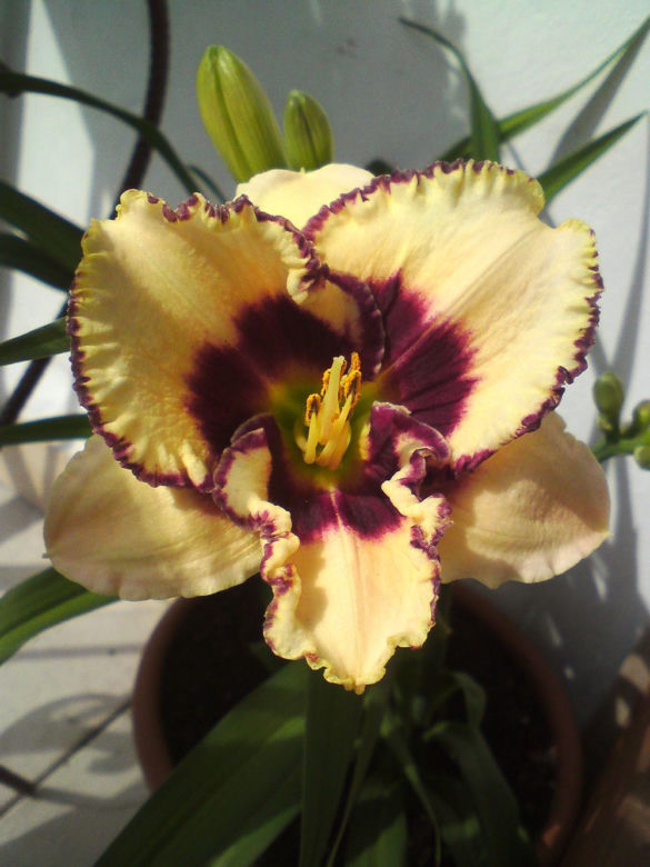 Liliowiec 'Border Music'