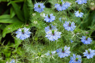 Czarnuszka damasceńska – eteryczna mgiełka w ogrodzie. Ta roślina wygląda zjawiskowo, nawet gdy przekwitnie