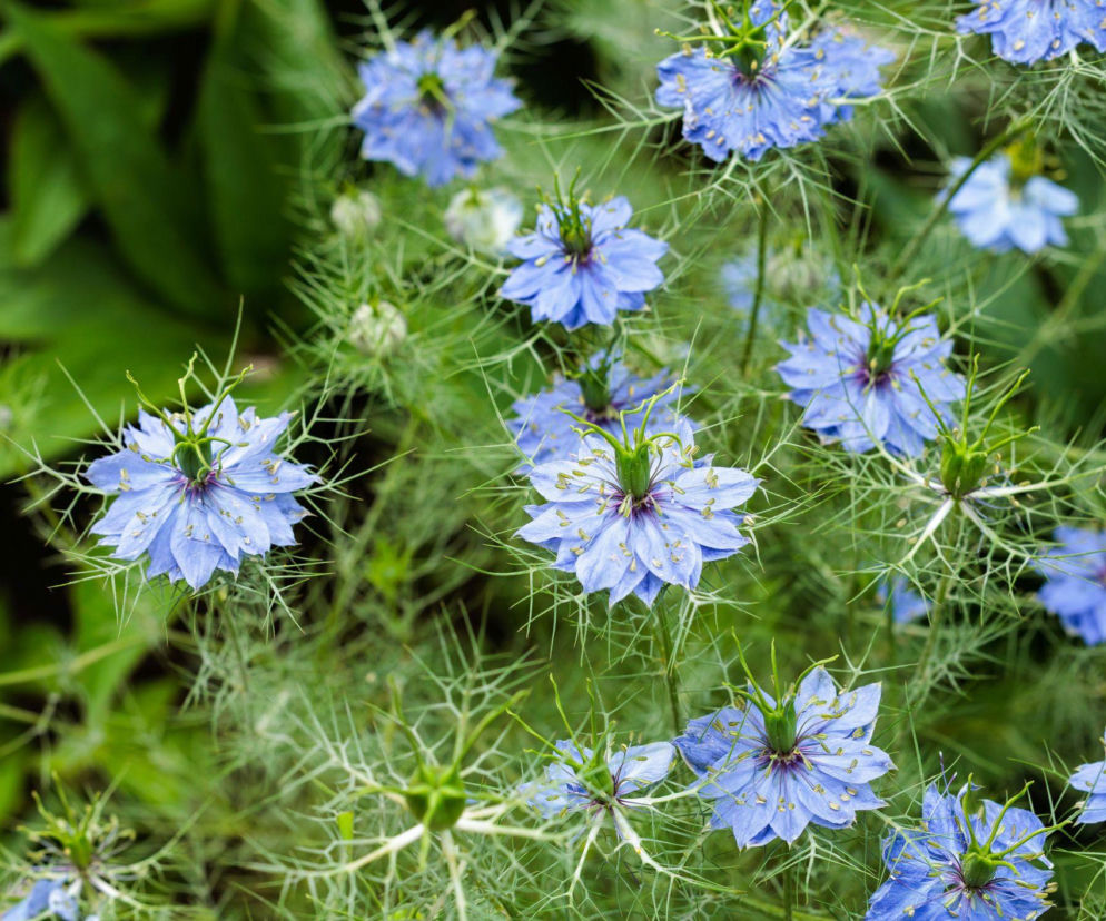 Czarnuszka damasceńska jak eteryczna mgiełka!