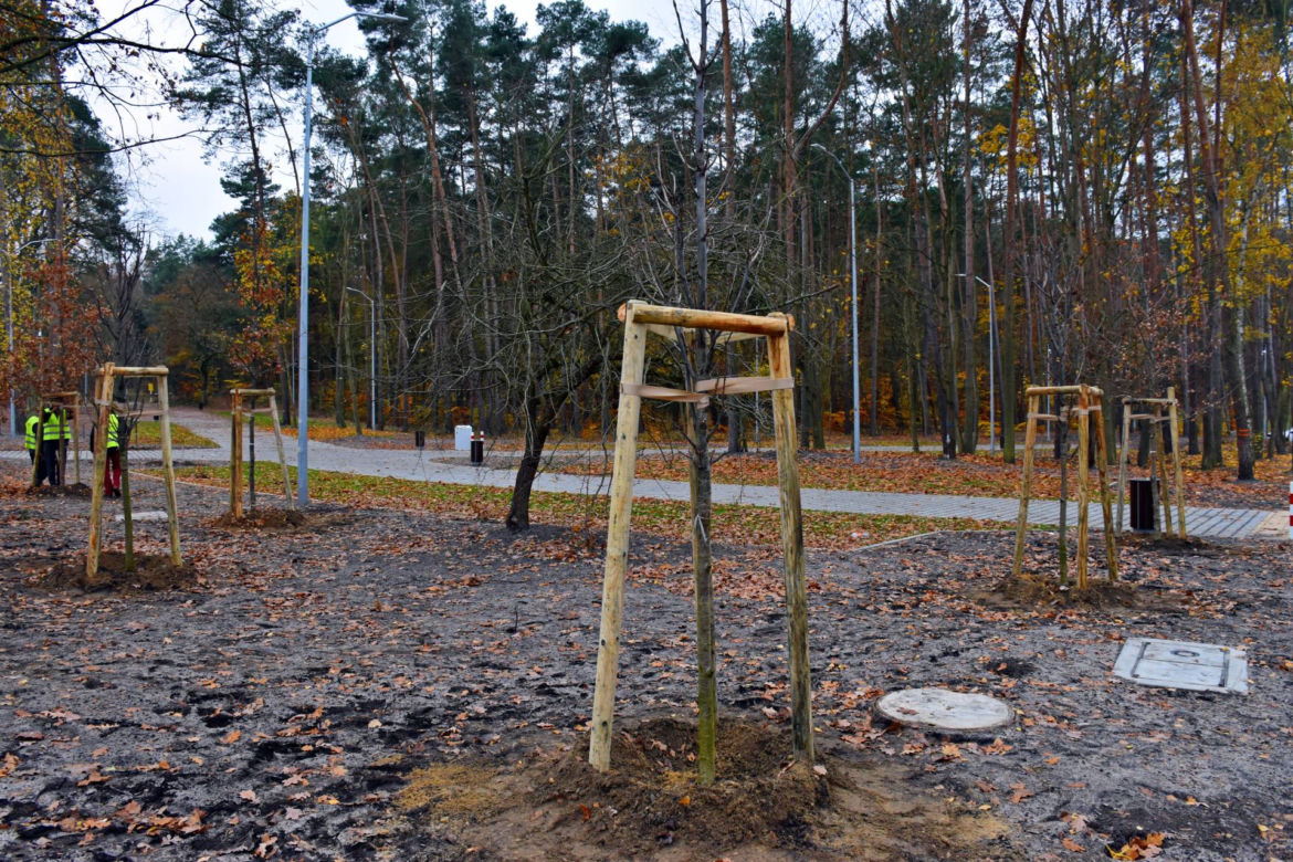 Nowe nasadzenia na węźle Głębokie
