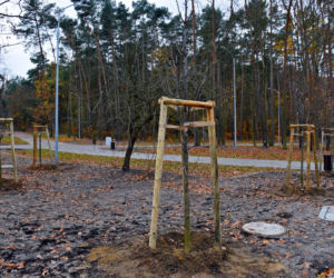 Nowe nasadzenia na węźle Głębokie