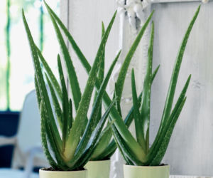 Aloes