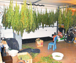Plantacja trawki w ogródku