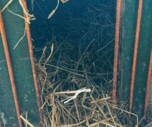 „Ma Pan ludzi za idiotów?” – Burza w sieci po kontroli w schronisku Baros i wpisie Prezydenta Boguckiego