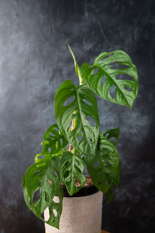 Monstera adansonii