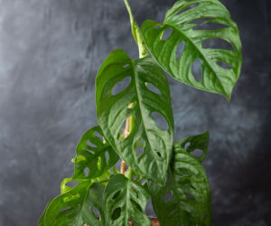 Monstera adansonii