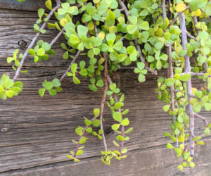 Portulacaria afra