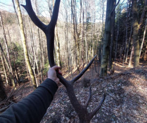 Ścigają kłusowników, pilnują,  żeby nie płoszyć jeleni. Trwa akcja „Wieniec”