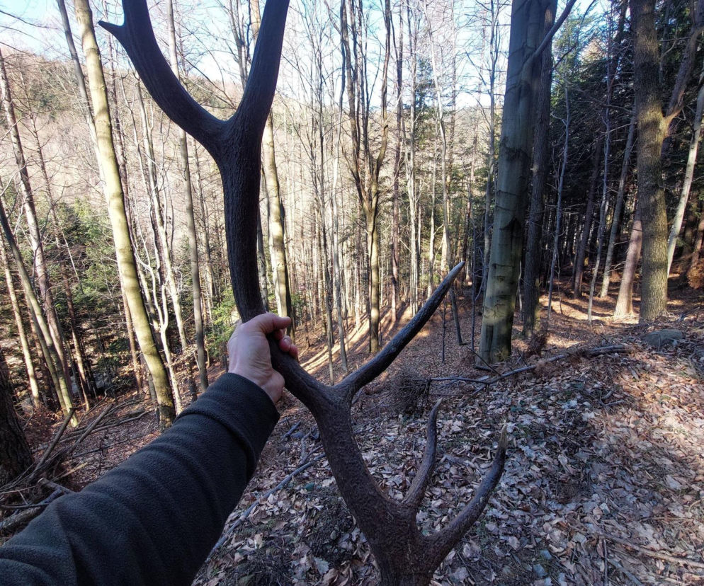 Ścigają kłusowników, pilnują,  żeby nie płoszyć jeleni. Trwa akcja „Wieniec”