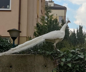 Niecodzienny widok na Kabatach! Między blokami latały wielkie pawie
