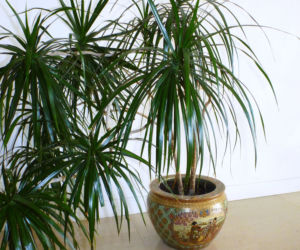 Dracena obrzeżona