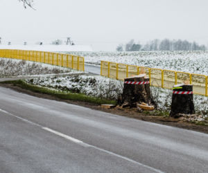 WARIAT Z PIŁĄ grasuje na Pomorzu! Naciął kilkadziesiąt drzew. Jedno RUNĘŁO NA DROGĘ