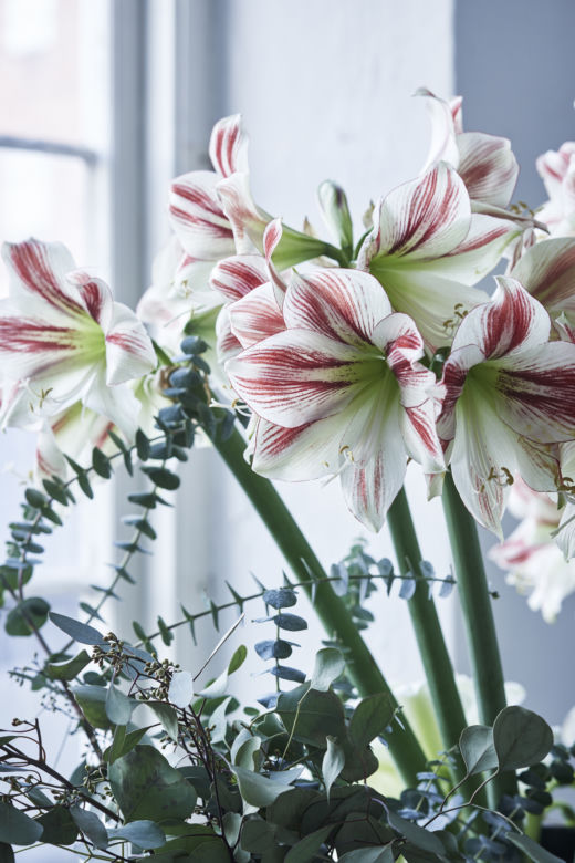 Hippeastrum