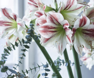 Hippeastrum