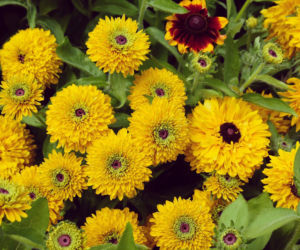 Rudbekia owłosiona 'Maya'