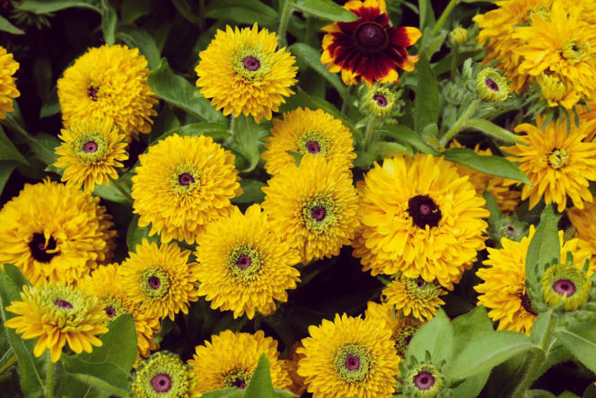 Rudbekia owłosiona 'Maya'