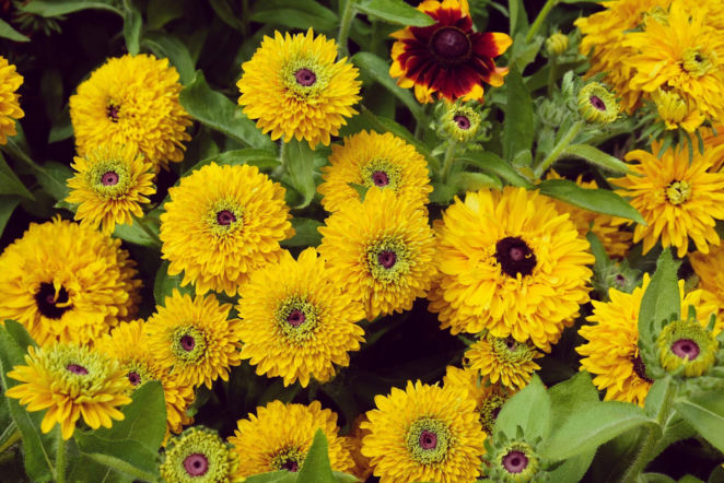 Rudbekia owłosiona 'Maya'