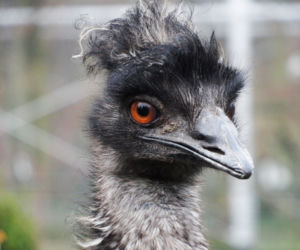 Tak wyglądają zwierzęta mieszkające w śląskim ZOO