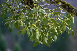 Nie chcesz mieć pecha w 2026 roku? Nie wyrzucaj tego po świętach. Sprawdź, co zrobić z jemiołą