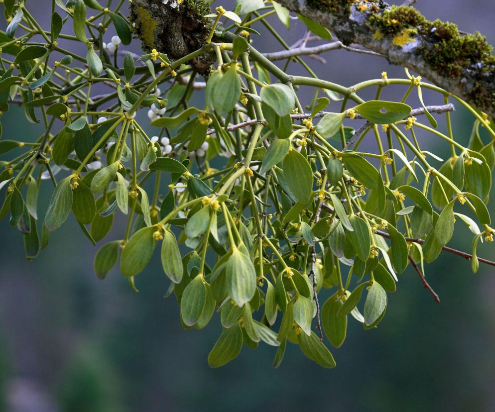 Jemioła - magiczna roślina. Jakie ma znaczenie w Boże Narodzenie? 