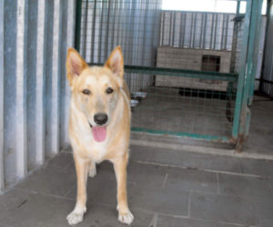 Psy z Radys już w Kędzierzynie-Koźlu! Możesz je adoptować