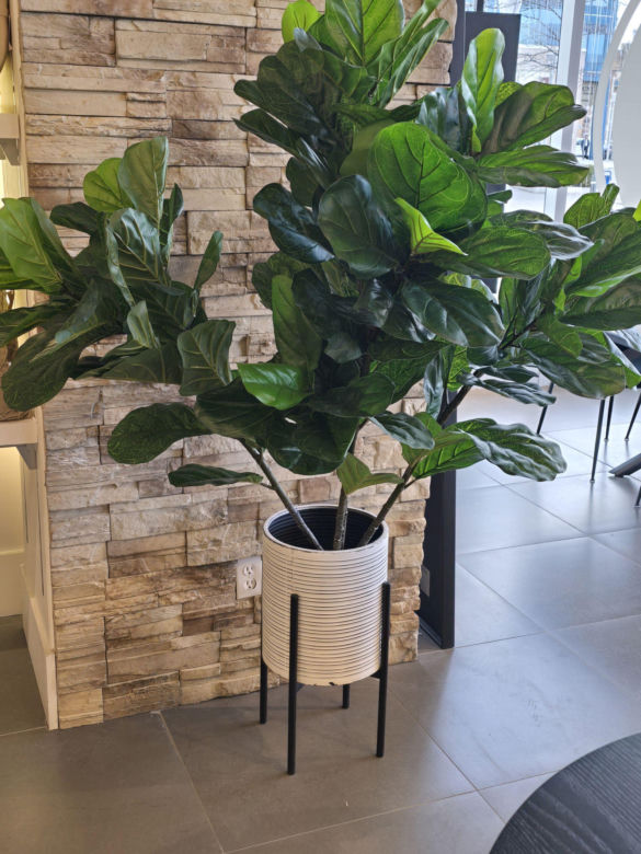 Fikus lirolistny