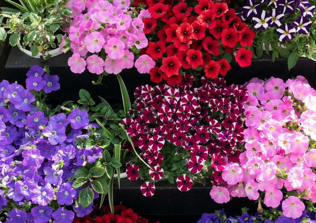 PETUNIE 