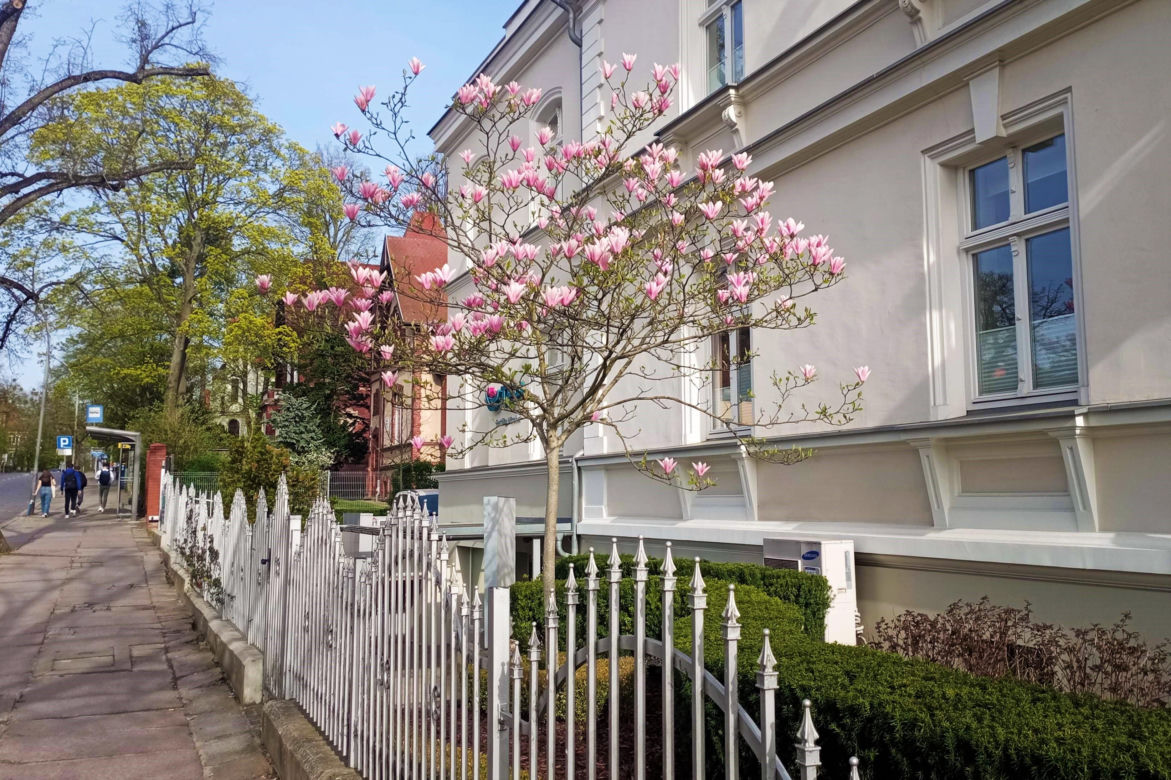 Magnolie w Szczecinie