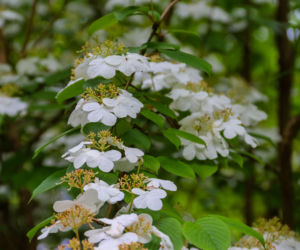 Hortensja piłkowana (Hydrangea serrata)