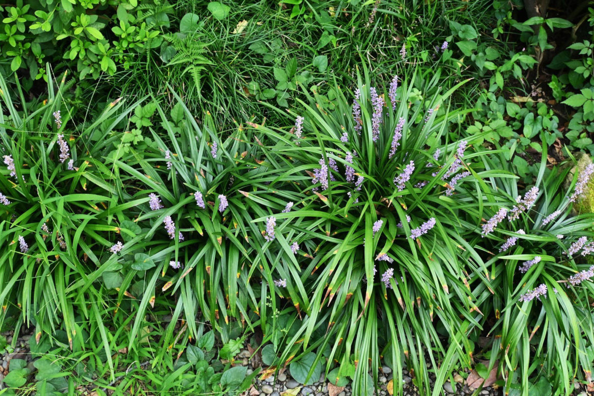Liriope szafirkowata