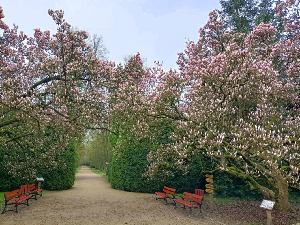 Magnolia zakwitła szybciej niż zwykle! Przyrodnicy wskazują jeden powód