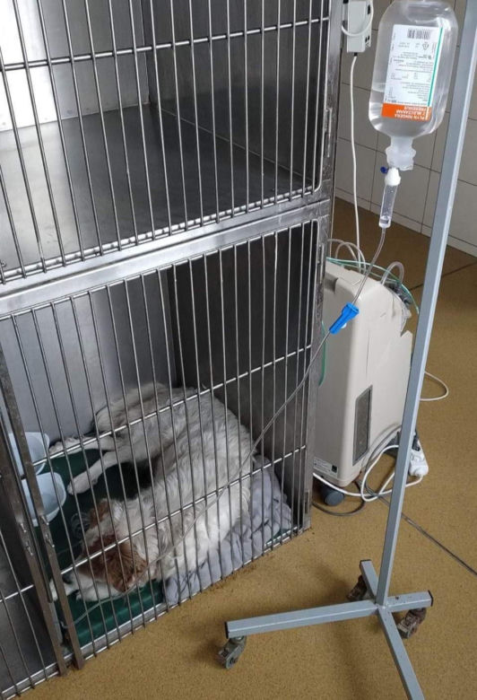 Potwór strzelił do psa. Zwierzę umierało samotnie w przydrożnym rowie. Trwa walka o jej życie