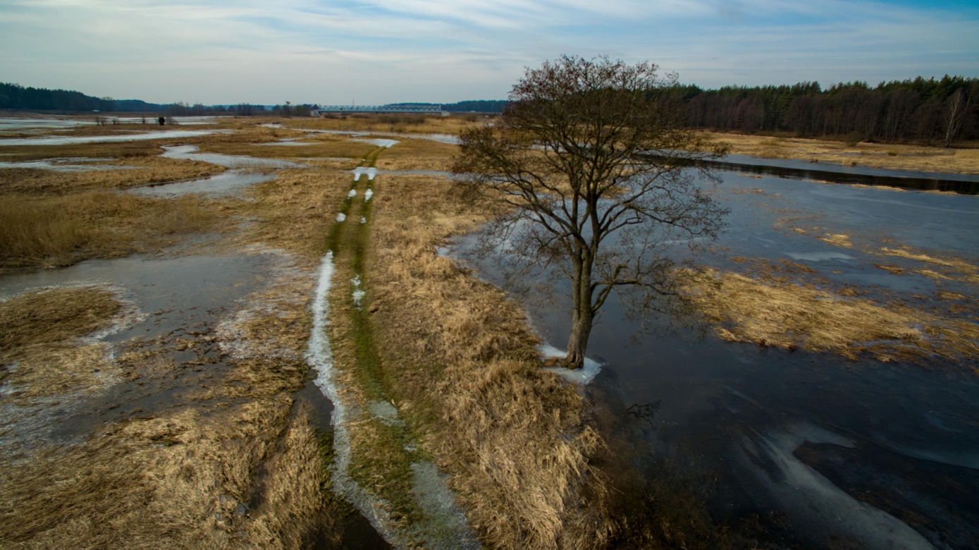 Rozlewiska rzeki Narew. Niesamowite zdjęcia z drona [ZDJĘCIA]